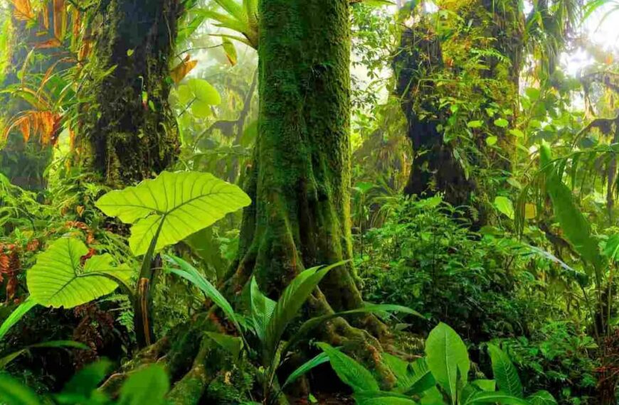 Forêts mondiales : l’ONU alerte sur un retard inquiétant dans les objectifs de 2030