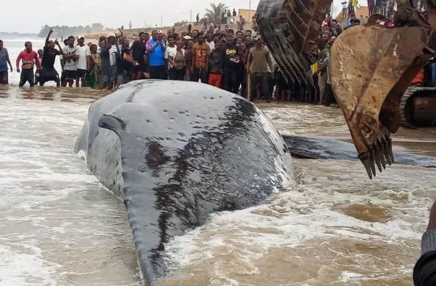 Moanda : l&rsquo;ICCN interdit la consommation de la viande de la baleine échouée et…
